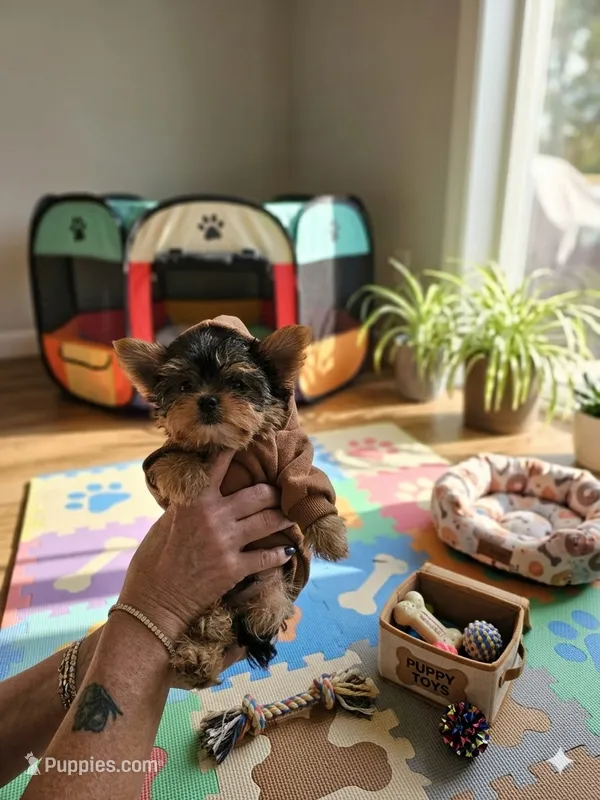 AKC Midnight (Teacup) – Yorkshire Terrier puppy for sale in Valparaiso, IN