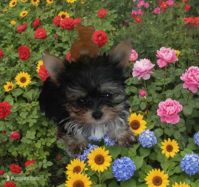 AKC Puppy (Teacup) – Yorkshire Terrier puppy for sale in Valparaiso, IN