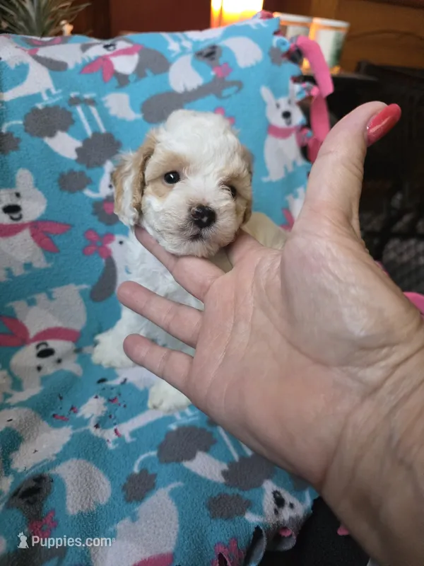 Zero (Small) – Poodle - Toy  puppy on hold in Valparaiso, IN