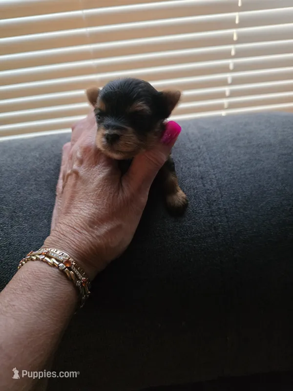 AKC NUGGET  – Yorkshire Terrier puppy for sale in Valparaiso, IN