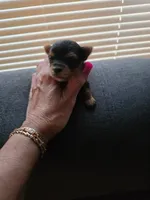 AKC NUGGET , a male Yorkshire Terrier for sale in Valparaiso, IN – 1 of 6