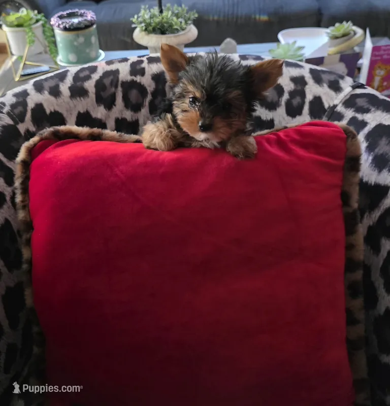 AKC Midnight (Teacup) – Yorkshire Terrier puppy for sale in Valparaiso, IN