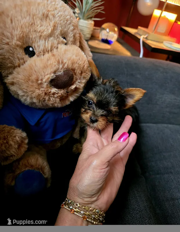 AKC Midnight (Teacup) – Yorkshire Terrier puppy for sale in Valparaiso, IN