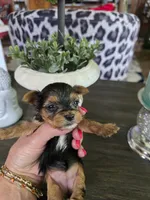 AKC RAVEN (Tiny), a female Yorkshire Terrier for sale in Valparaiso, IN – 5 of 10