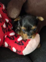 AKC BEAR , a male Yorkshire Terrier for sale in Valparaiso, IN – 2 of 7