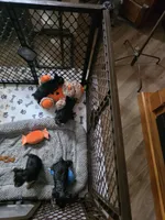 Roxie, a female Yorkshire Terrier for sale in Valparaiso, IN – 2 of 2