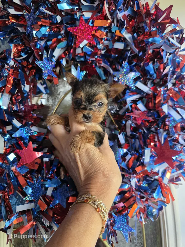 AKC RAVEN (Tiny) – Yorkshire Terrier puppy for sale in Valparaiso, IN