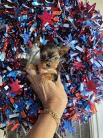 AKC RAVEN (Tiny), a female Yorkshire Terrier for sale in Valparaiso, IN – 1 of 10