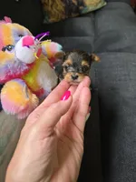 AKC RAVEN (Tiny), a female Yorkshire Terrier for sale in Valparaiso, IN – 4 of 10