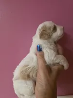 AKC SALLY, a female Poodle - Toy  for sale in Valparaiso, IN – 2 of 4