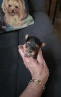AKC NUGGET , a male Yorkshire Terrier for sale in Valparaiso, IN – 3 of 6