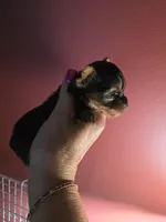 AKC NUGGET (Teacup), a male Yorkshire Terrier for sale in Valparaiso, IN – 2 of 7
