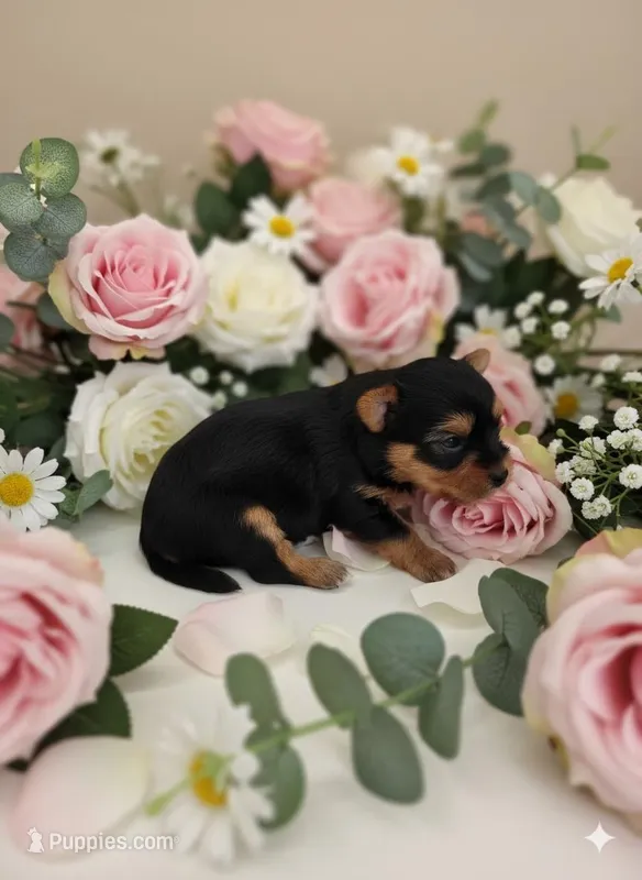 AKC RAVEN – Yorkshire Terrier puppy for sale in Valparaiso, IN
