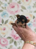 AKC RAVEN (Tiny), a female Yorkshire Terrier for sale in Valparaiso, IN – 8 of 10