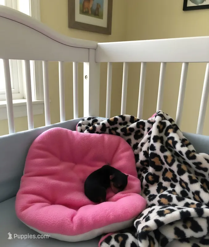 AKC RAVEN – Yorkshire Terrier puppy for sale in Valparaiso, IN