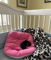 AKC RAVEN, a female Yorkshire Terrier for sale in Valparaiso, IN – Photo 3 of 6