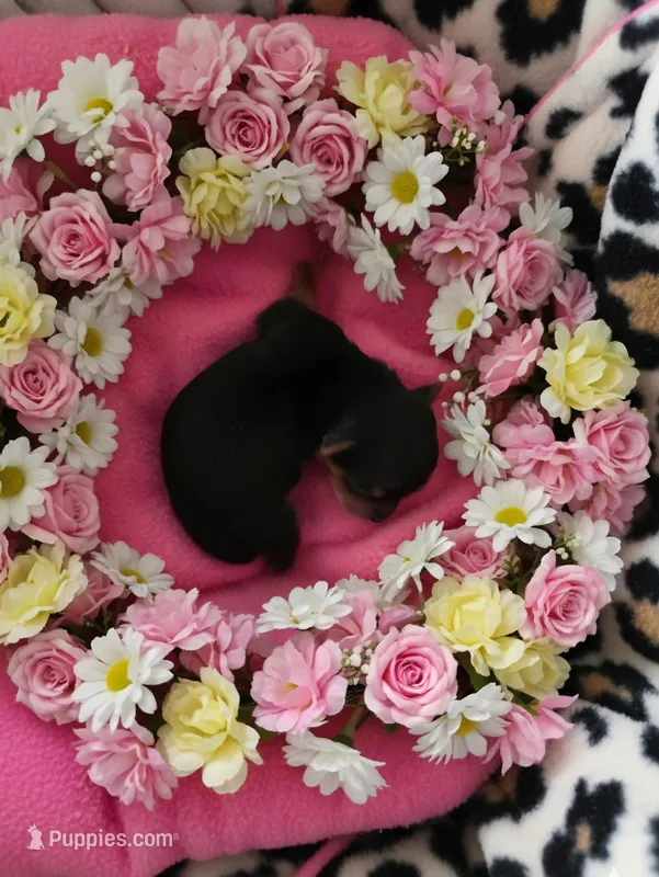 AKC RAVEN – Yorkshire Terrier puppy for sale in Valparaiso, IN