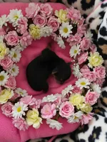 AKC RAVEN, a female Yorkshire Terrier for sale in Valparaiso, IN – Photo 1 of 6