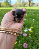 AKC RAVEN, a female Yorkshire Terrier for sale in Valparaiso, IN – Photo 2 of 6