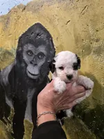 Snoppy, a male Poodle - Toy  for sale in Valparaiso, IN – Photo 2 of 4