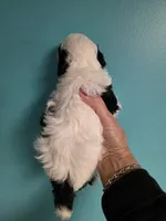 Snoppy, a male Poodle - Toy  for sale in Valparaiso, IN – Photo 3 of 4