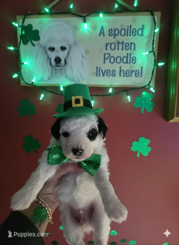 RCA – Poodle - Toy  puppy for sale in Valparaiso, IN