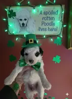 RCA, a male Poodle - Toy  for sale in Valparaiso, IN – Photo 3 of 3