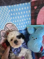 SPOT, a male Poodle - Toy  for sale in Valparaiso, IN – Photo 2 of 5