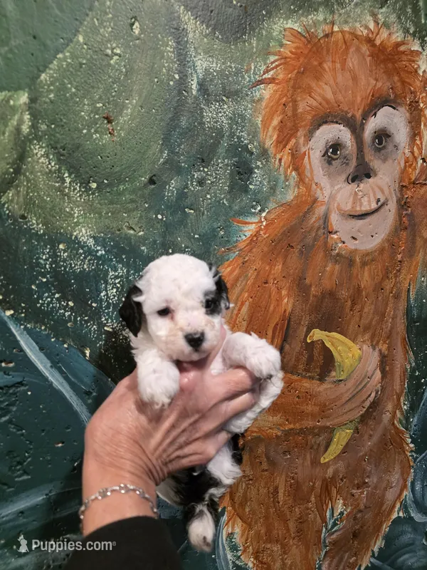 Spot – Poodle - Toy  puppy for sale in Valparaiso, IN