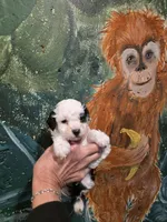 Snoppy, a male Poodle - Toy  for sale in Valparaiso, IN – Photo 1 of 4