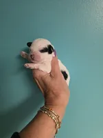 Spot, a male Poodle - Toy  for sale in Valparaiso, IN – Photo 1 of 2