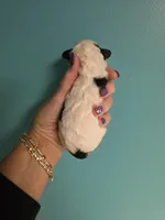 Spot, a male Poodle - Toy  for sale in Valparaiso, IN – Photo 2 of 2