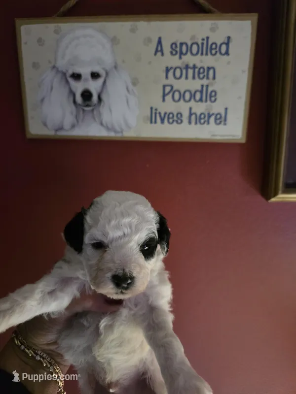 RCA – Poodle - Toy  puppy for sale in Valparaiso, IN