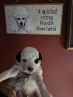 RCA, a male Poodle - Toy  for sale in Valparaiso, IN – Photo 2 of 3