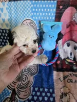 SPOT, a male Poodle - Toy  for sale in Valparaiso, IN – Photo 3 of 5