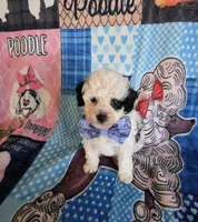 SPOT, a male Poodle - Toy  for sale in Valparaiso, IN – Photo 1 of 5