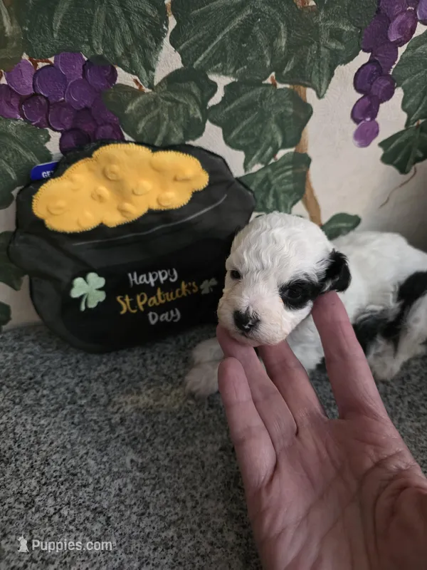 RCA – Poodle - Toy  puppy for sale in Valparaiso, IN