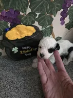 RCA, a male Poodle - Toy  for sale in Valparaiso, IN – Photo 1 of 3