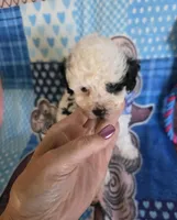 SPOT, a male Poodle - Toy  for sale in Valparaiso, IN – Photo 4 of 5