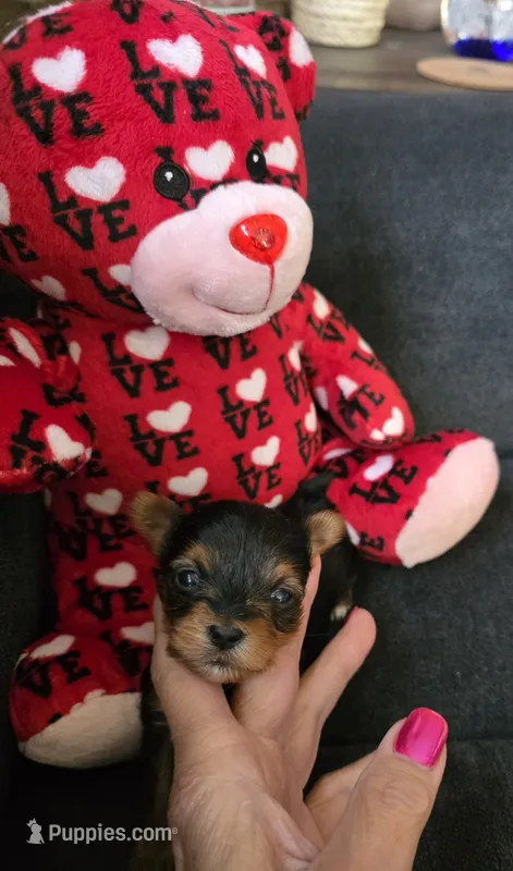 AKC BEAR  – Yorkshire Terrier puppy for sale in Valparaiso, IN