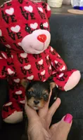 AKC BEAR , a male Yorkshire Terrier for sale in Valparaiso, IN – 1 of 7