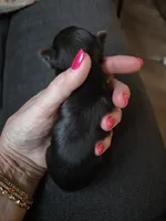 AKC NUGGET , a male Yorkshire Terrier for sale in Valparaiso, IN – 4 of 6