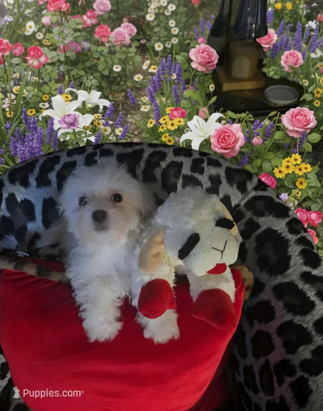 Lamb Chop – Maltipoo puppy for sale in Valparaiso, IN