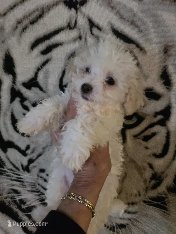 Lamb Chop – Maltipoo puppy for sale in Valparaiso, IN