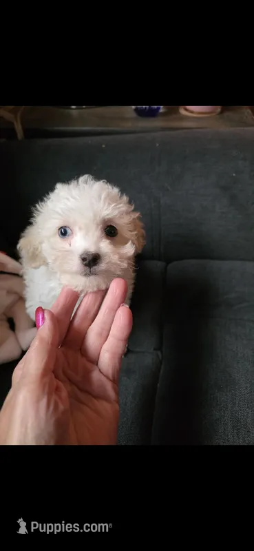 Lamb Chop – Maltipoo puppy for sale in Valparaiso, IN