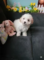 Lamb Chop, a female Maltipoo for sale in Valparaiso, IN – Photo 5 of 5