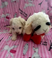 Lamb Chop, a female Maltipoo for sale in Valparaiso, IN – Photo 1 of 4