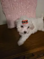 Lamb Chop, a female Maltipoo for sale in Valparaiso, IN – Photo 3 of 5