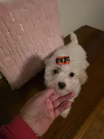 Lamb Chop, a female Maltipoo for sale in Valparaiso, IN – Photo 4 of 5