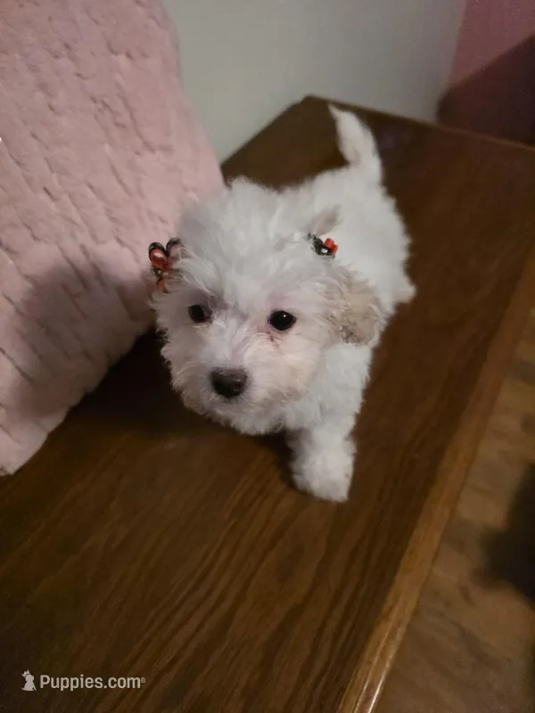 Lamb Chop – Maltipoo puppy for sale in Valparaiso, IN